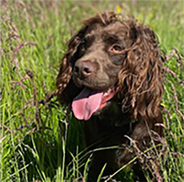 fergus the dog