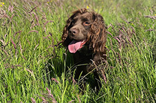 diego the spaniel