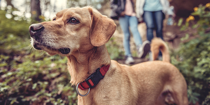 image of a dog outdoors representing our dog adventure days