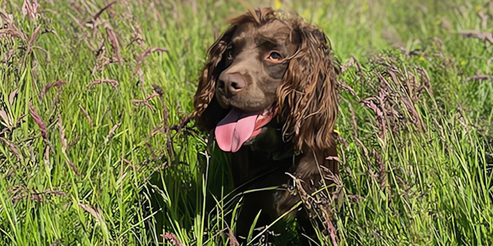 image of a dog being walked in a field representingm out dog walking services