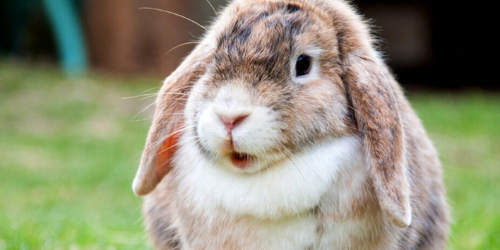 image of a rabbit outdoors representing feathered and furry animal house calls