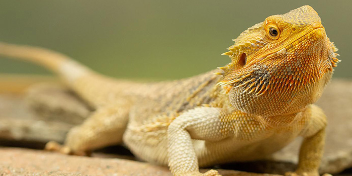 image of a bearded dragon lizard reptile representing pet services for reptiles and arachnids