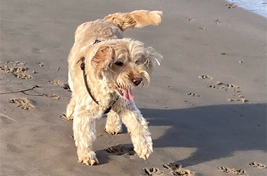 Fergus on a dog adventure day at Bamburgh beach, Northumberland